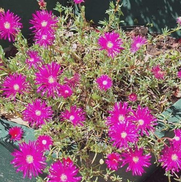 Bright magenta flowers thriving in a sunny garden bed after switching to plants suggested by AI.
