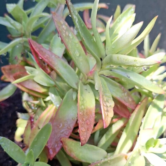 Close-up of healthy succulent leaves with water droplets in the garden.